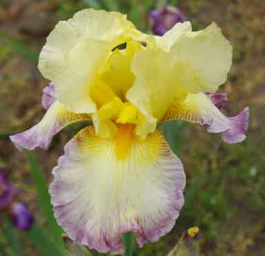 Maybe TB Iris