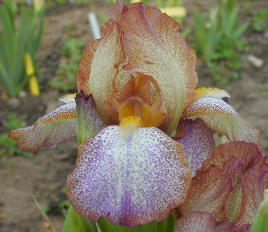Merit MTB Iris  chapmaniris.com