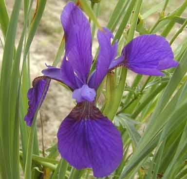 Siberian Iris Miss duluth