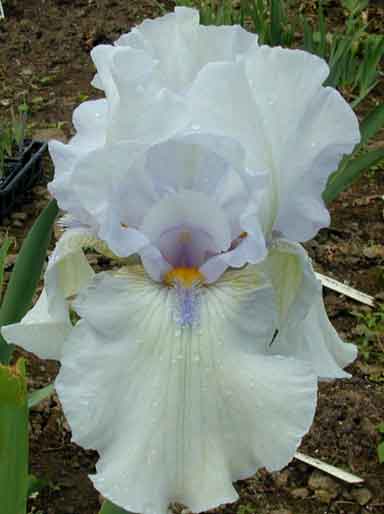 Misty Twilight TB Iris 