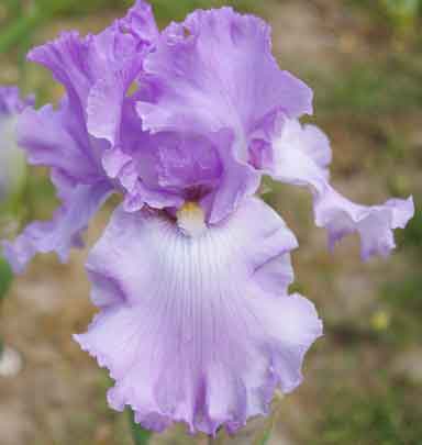 Morning Frost TB Iris