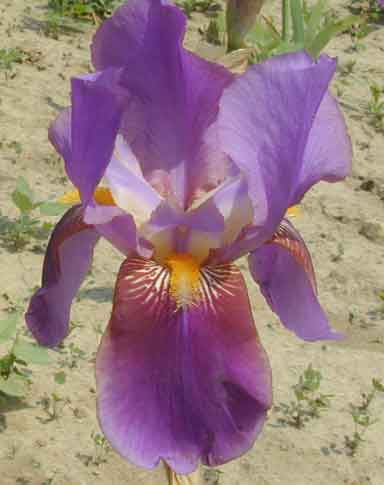 Mount Royal TB Iris  