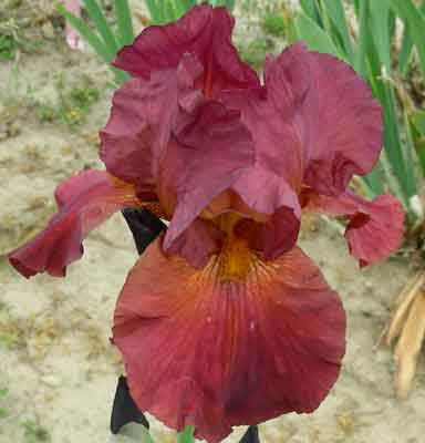 My Friend Jonathan TB Iris 