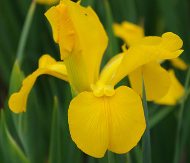 My Gold Spuria Iris chapmaniris.com