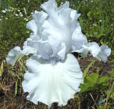 My white Knight TB Iris 