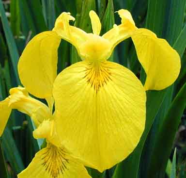 Iris New Zealand
