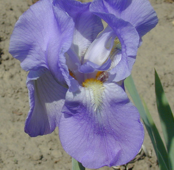 Iris pallidia Dalmaticca