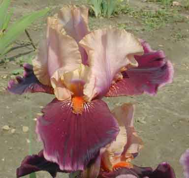 Pass The Wine TB Iris 