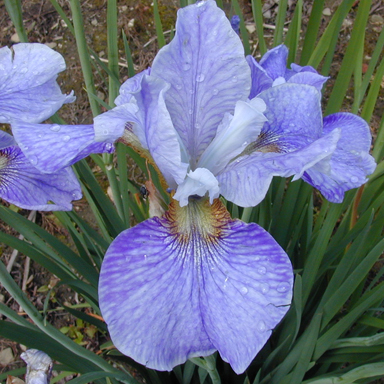 Perchon Siberian Iris chapmaniris.com