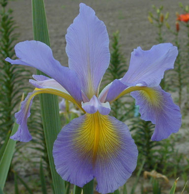 Perect Spring Spuria Iris chapmaniris.com