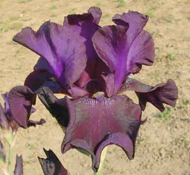 Phantom Masquerade TB Iris 