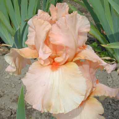 Pink Pink TB Iris