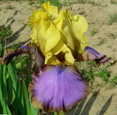 Plum Ringer TB Iris 