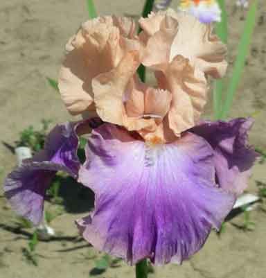 Poem Of Ecstasy TB Iris 