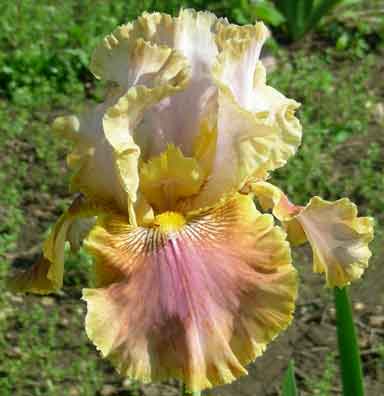 Polish Princess TB Iris 