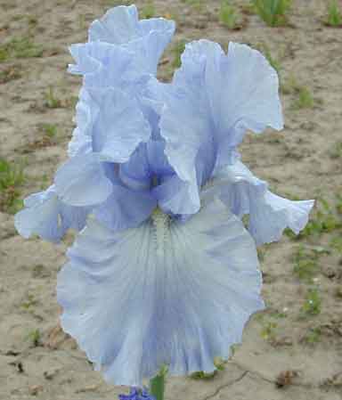 Powder Blue Cadillac TB Iris 