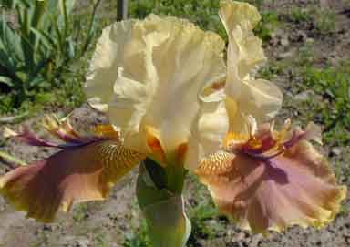 Preatorial Guard TB Iris 