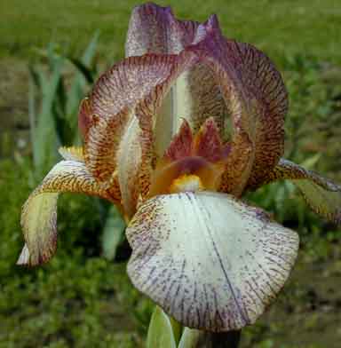 Preference MTB Iris 