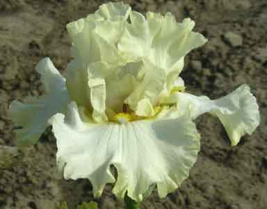 Presentation TB Iris 