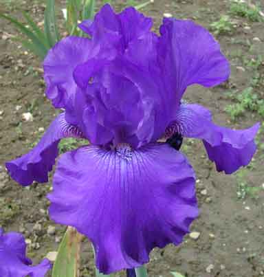 Purple Magic TB Iris 