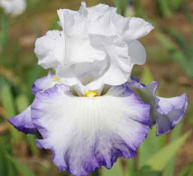 queen's Consort TB Iris 
