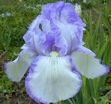 Queen Dorothy TB Iris