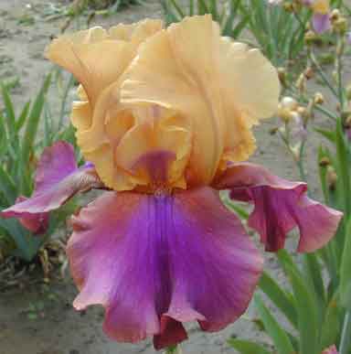 Raku Blaze TB Iris 
