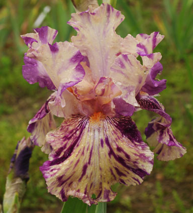 Raspberry Silk BB Iris chapmaniris.com