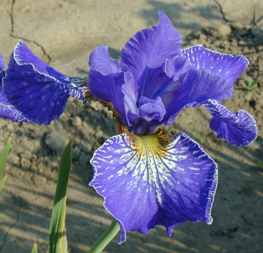 Riverdance Siberian Iris chapmaniris.com