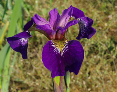 royal dolly species iris chapmaniris.com