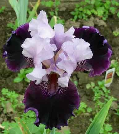 Royal Togs  TB Iris 