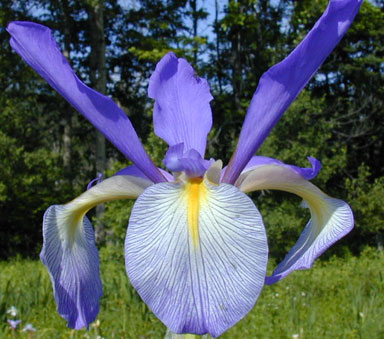 Russian Blue Spuria Iris chapmaniris.com