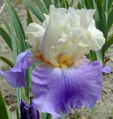 Sandy Beach iris