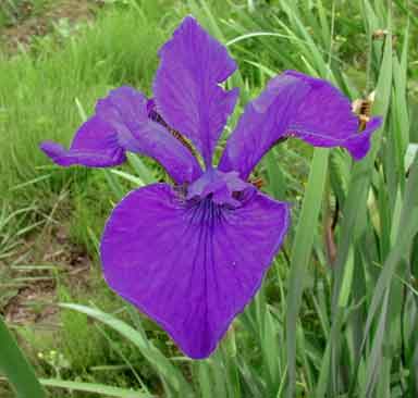 Siberian Iris Sapphire Royale