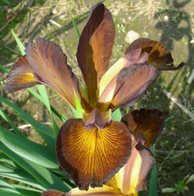 Satinwood Spuria Iris chapmaniris.com