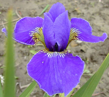 Silver Edge Siberian Iris chapmaniris.com
