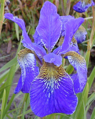 Skeena Siberian Iris 