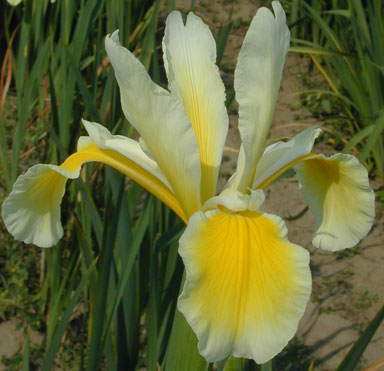 Snow Hawk Spuria Iris chapmaniris.com