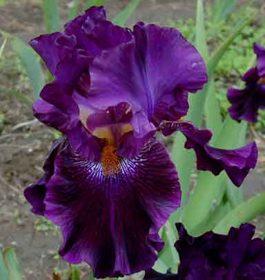 Starlit Velvet TB Iris 
