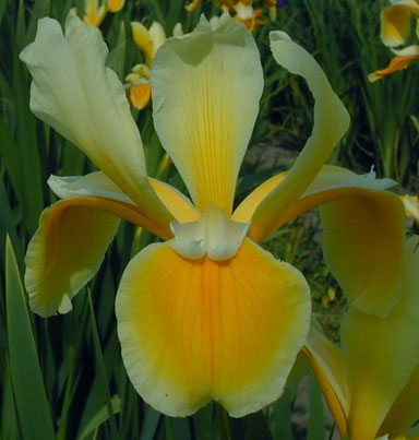 Struttin Spuria Iris chapmaniris.com