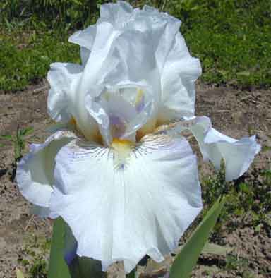 Sue's A Jewel TB Iris 