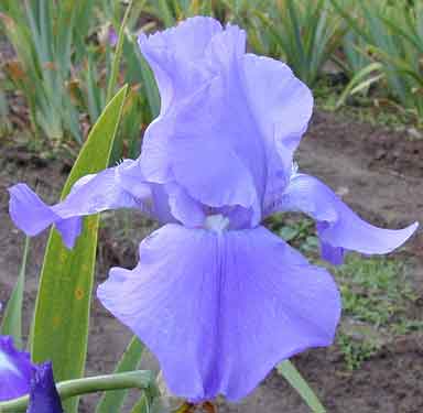 Sugar Blues TB Iris 