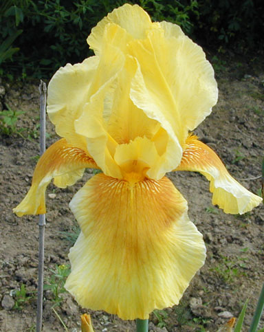 Sultan's Honey TB Iris chapmaniris.com