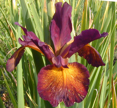 Sultan's Sash Spuria Iris chapmaniris.com