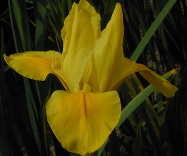 sunny Day spuria Iris chapmaniris.com