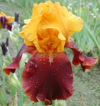 Supreme Sultan TB Iris chapmaniris.com