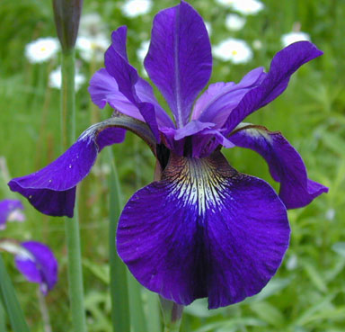 Teal Velvet Siberian Iris chapmaniris.com