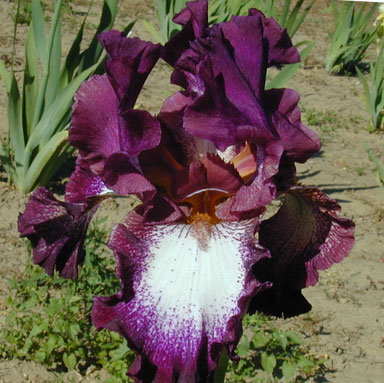 Tennison Ridge TB Iris chapmaniria.com