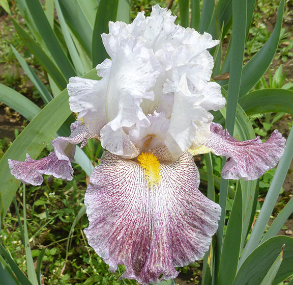 Thundering Ovation iris