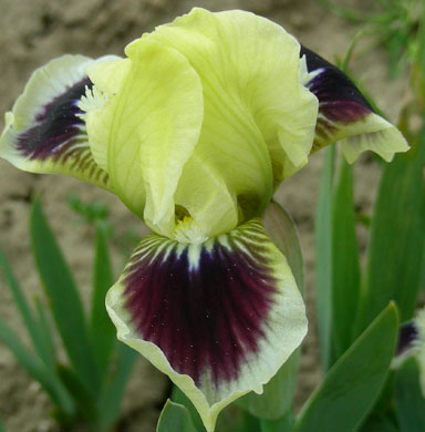 Triffle MDB Iris chapmaniris.com